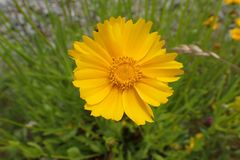 Coreopsis lanceolata