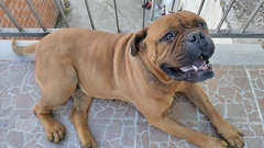 Canis familiaris