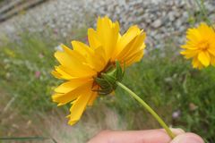Coreopsis lanceolata