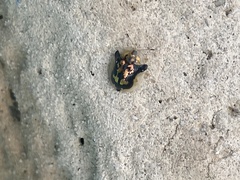 Deloyala guttata
