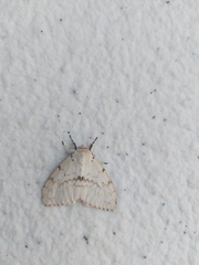 Lymantria xylina