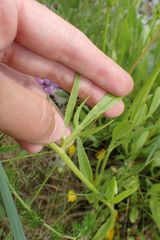 Coreopsis lanceolata
