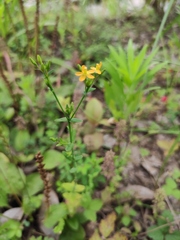Hypericum japonicum