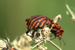 Graphosoma italicum italicum