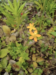 Hypericum japonicum