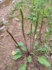 Plantago depressa