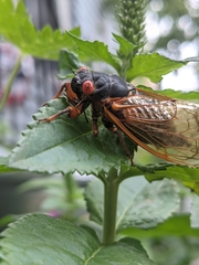 Magicicada septendecim