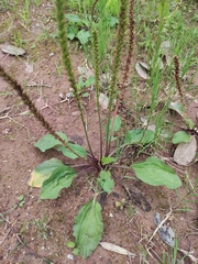 Plantago depressa