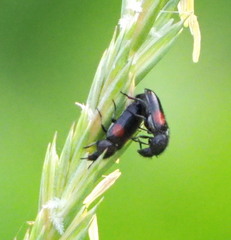 Divales bipustulatus