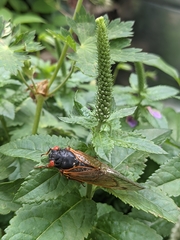 Magicicada septendecim