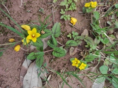 Lysimachia congestiflora