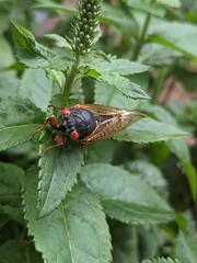 Magicicada septendecim