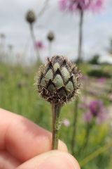 Centaurea scabiosa