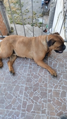 Canis familiaris