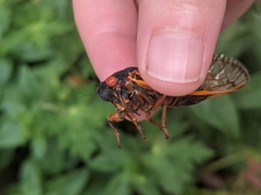 Magicicada septendecim