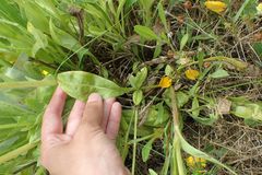 Coreopsis lanceolata