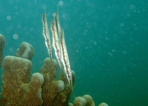 Speckled Shrimpfish