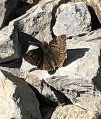 Erynnis icelus