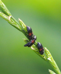 Divales bipustulatus