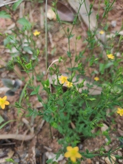 Hypericum japonicum