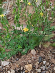 Hypericum japonicum