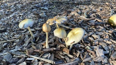 Agrocybe rivulosa