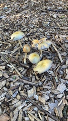 Agrocybe rivulosa