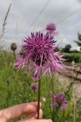 Centaurea scabiosa