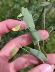 Lathyrus aphaca