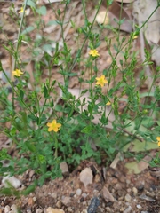 Hypericum japonicum
