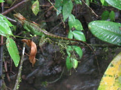 Basiliscus galeritus