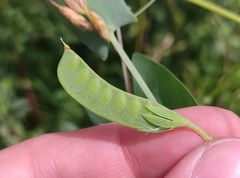 Lathyrus aphaca