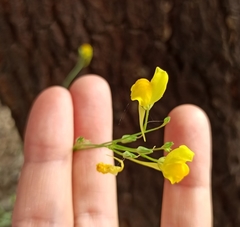 Linaria spartea