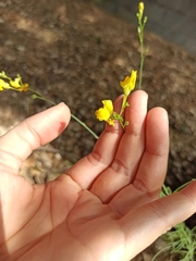 Linaria spartea