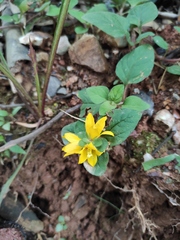 Lysimachia congestiflora