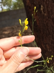 Linaria spartea
