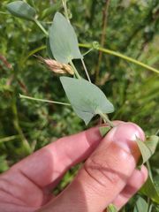 Lathyrus aphaca