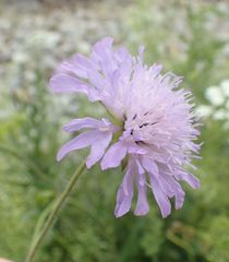 Knautia arvensis