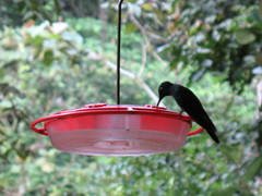 Heliodoxa imperatrix