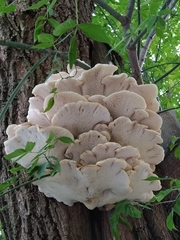 Cerioporus squamosus