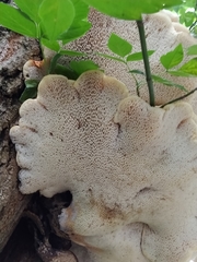 Cerioporus squamosus