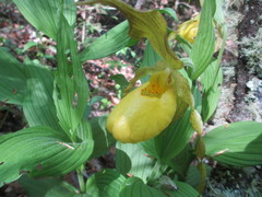 Cypripedium parviflorum pubescens