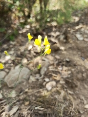 Linaria spartea