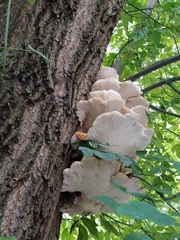 Cerioporus squamosus