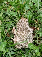 Bufotes viridis balearicus