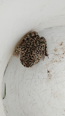 Bufotes viridis balearicus