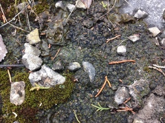 Placidium squamulosum