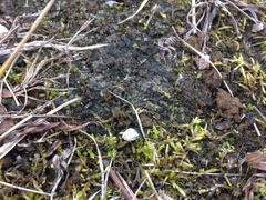 Placidium squamulosum