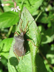 Camptischium