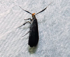 Dichomeris nonstrigella